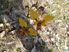 Diuris sp