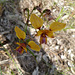 Diuris sp