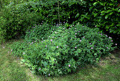 Geranium x oxonianum