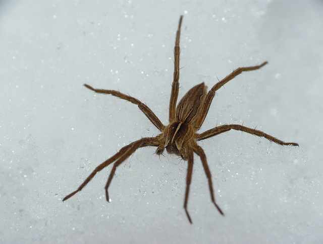 Nursery Web Spider on Ice 1