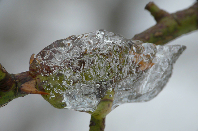 Ice Sculpture