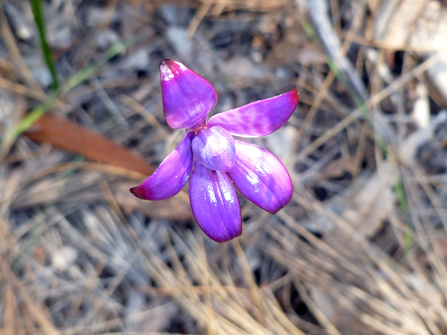 Enamel orchid