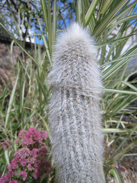 Tout, tout , tout, vous saurez tout sur le ........ cactus !