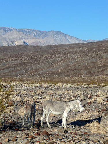 Burros In Camp (1668)