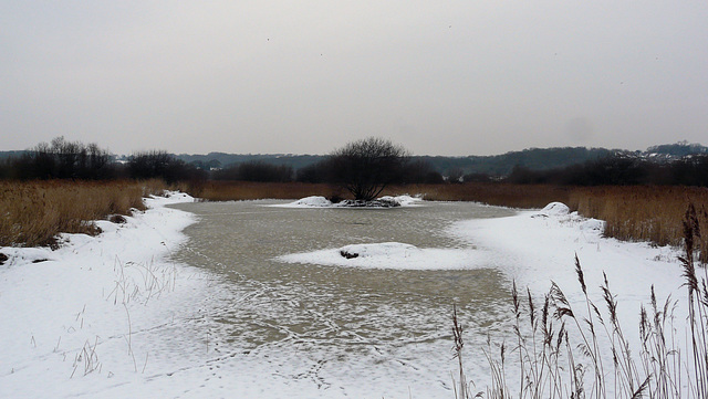 Filsham Reedbed