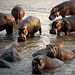 Hippos Afternoon Bathing