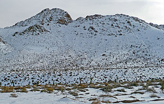 Nevada Snow (3497)
