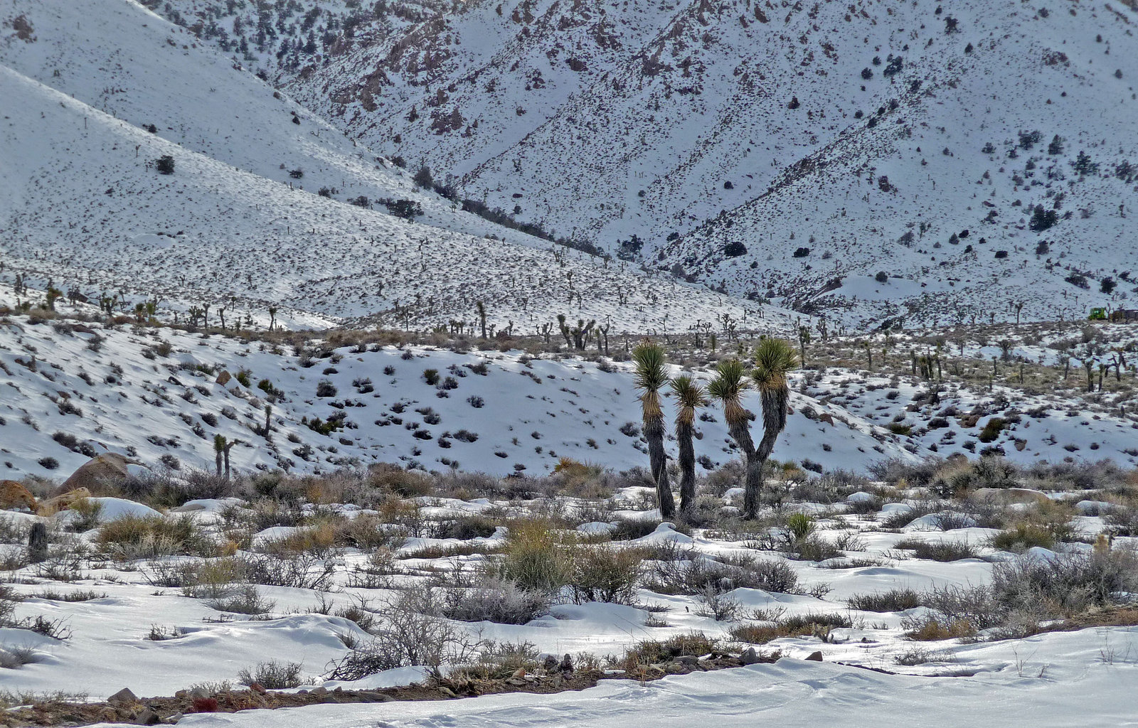 Nevada Snow (3498)