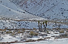 Nevada Snow (3498)