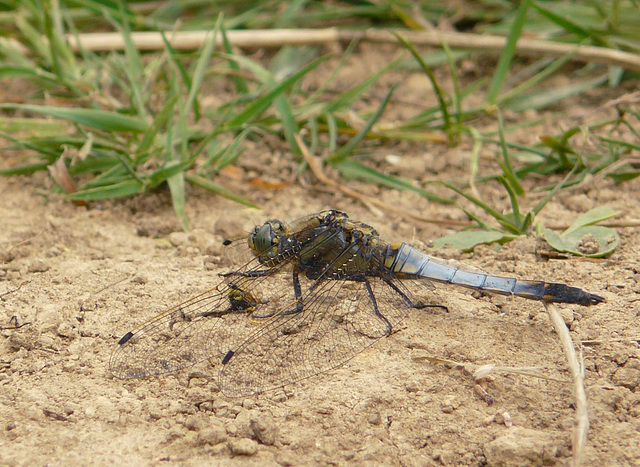 Black Tailed Skimmer -Male Side