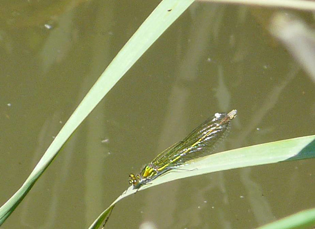 Banded Demoiselle Damselfly - Female