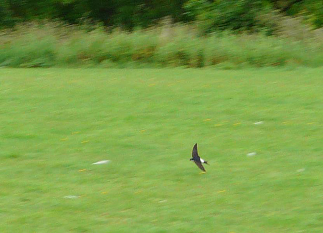 Common House Martin 1