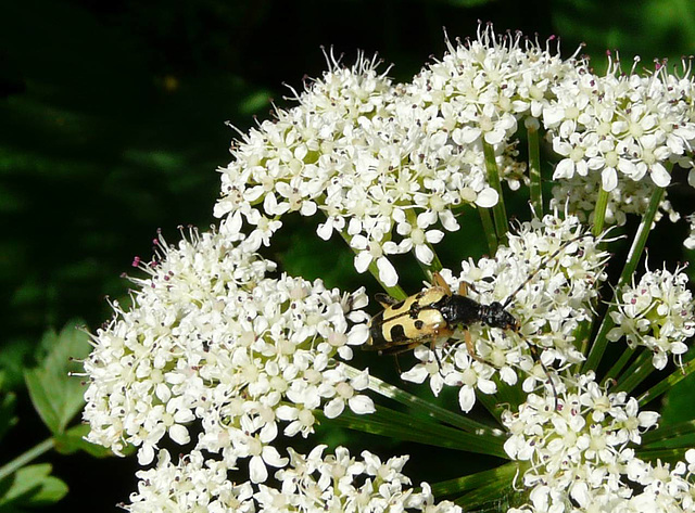 A Longhorn Beetle