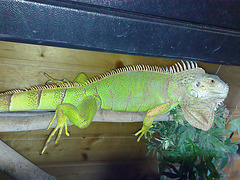 Iguana