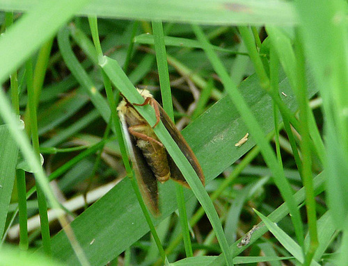 Ghost Moth Underside