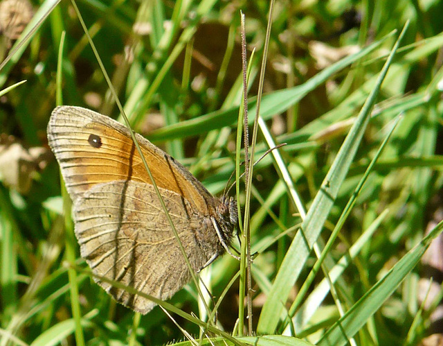 Meadow Brown