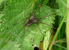 Nursery Web Spider Dark Color