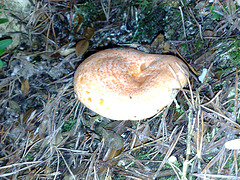 Lactarius deliciosus, níscalo, robellón, rebollón....