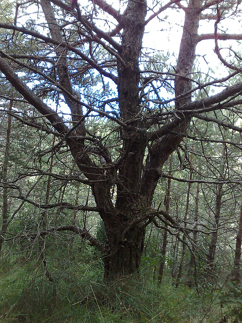 Árbol en el bosque 2