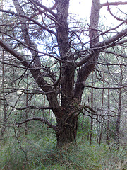 Árbol en el bosque 1