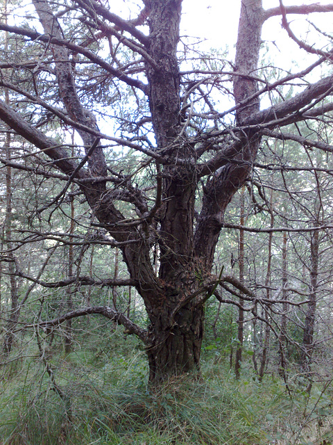 Árbol en el bosque 1