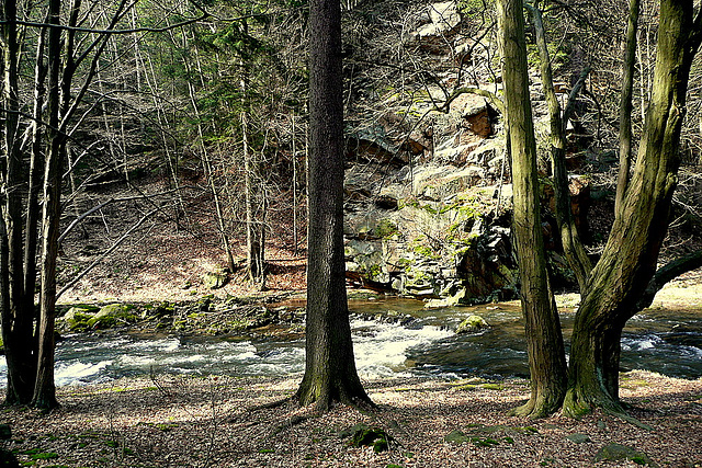 Wanderung im romantischen Polenztal zur Märzenbecherblüte