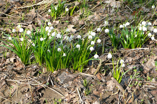 Wanderung im romantischen Polenztal zur Märzenbecherblüte