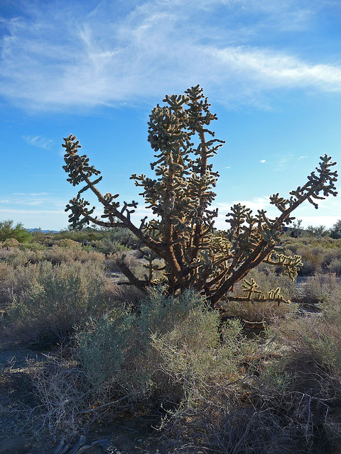 Big Cholla (2272)