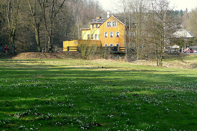 Wanderung im romantischen Polenztal zur Märzenbecherblüte