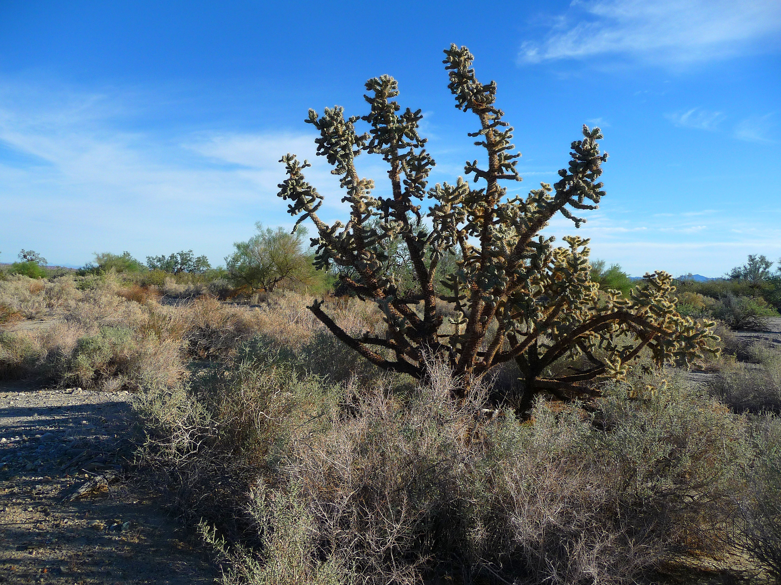 Big Cholla (2273)