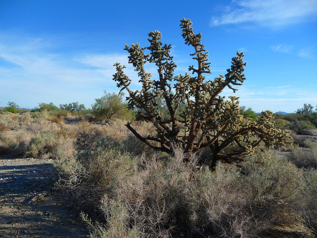 Big Cholla (2273)