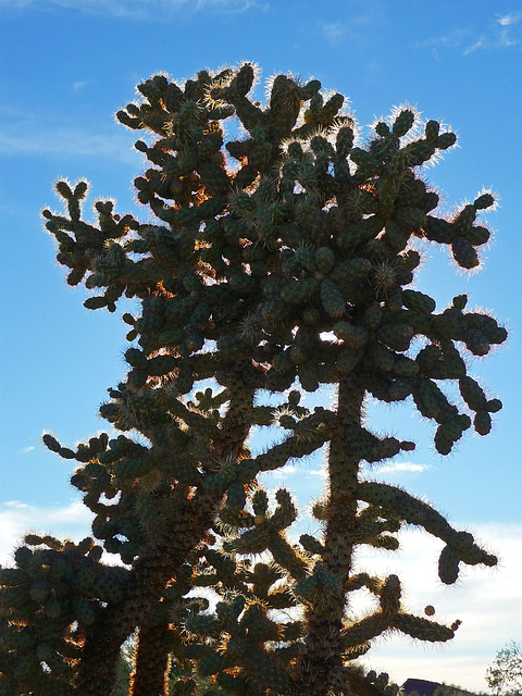 Big Cholla (2277)