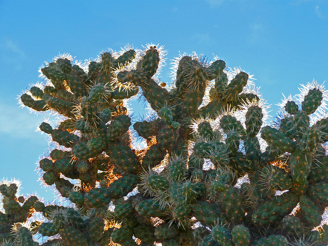 Big Cholla (2278)