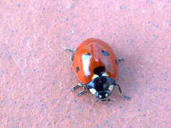 Coccinela septempuntata (mariquita)