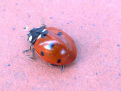 Coccinela septempuntata (mariquita)