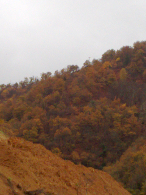 Otoño en el bosque.