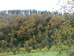 Bosque en otoño