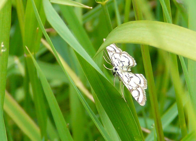 Beautiful China-mark Moth