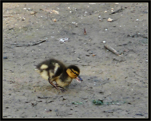 Mallard Chick