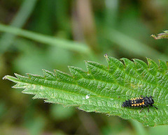 Ladybird Beetle Larvae