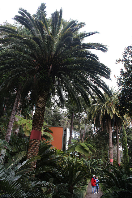 Phoenix canariensis