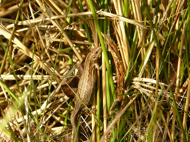 Common Lizard