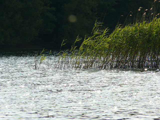 Reeds at Brede