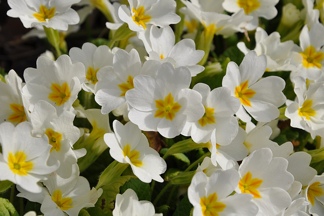 FLEURS DU JARDIN