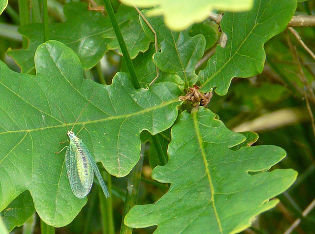 Common Lacewing