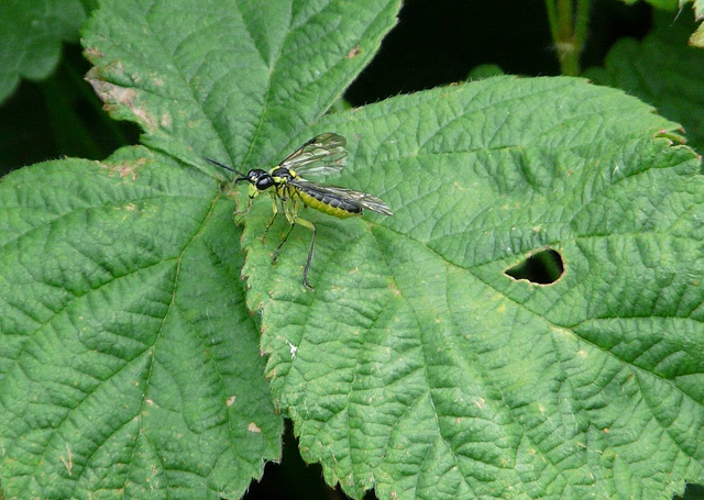 Sawfly (Tenthredo Mesomelas)