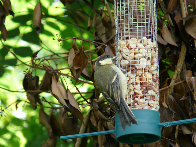 Great Tit