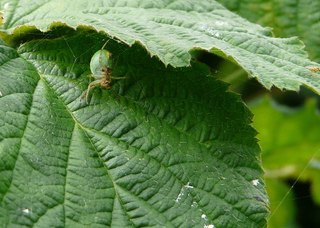 Green Orb Weaver