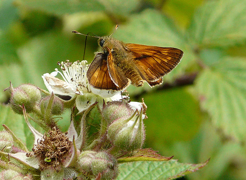 Large Skipper