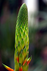 Wisley Cactus 1 GXR 60mm Elmarit